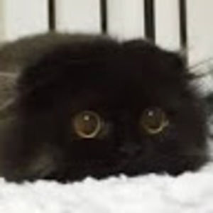 Meet your Posher, Simone